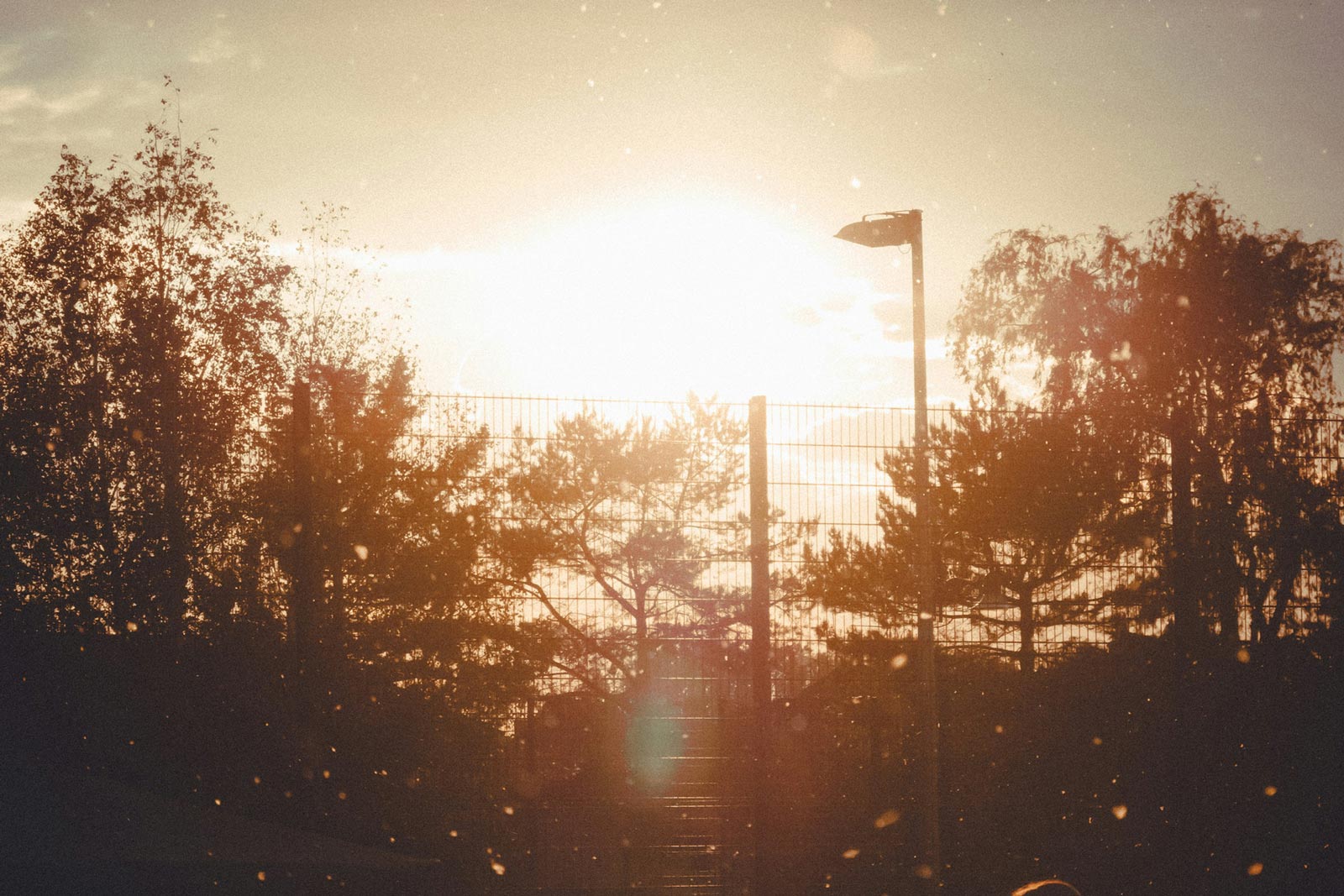 Sonnenuntergang hinter Bäumen und Zaun, Sommeratmosphäre