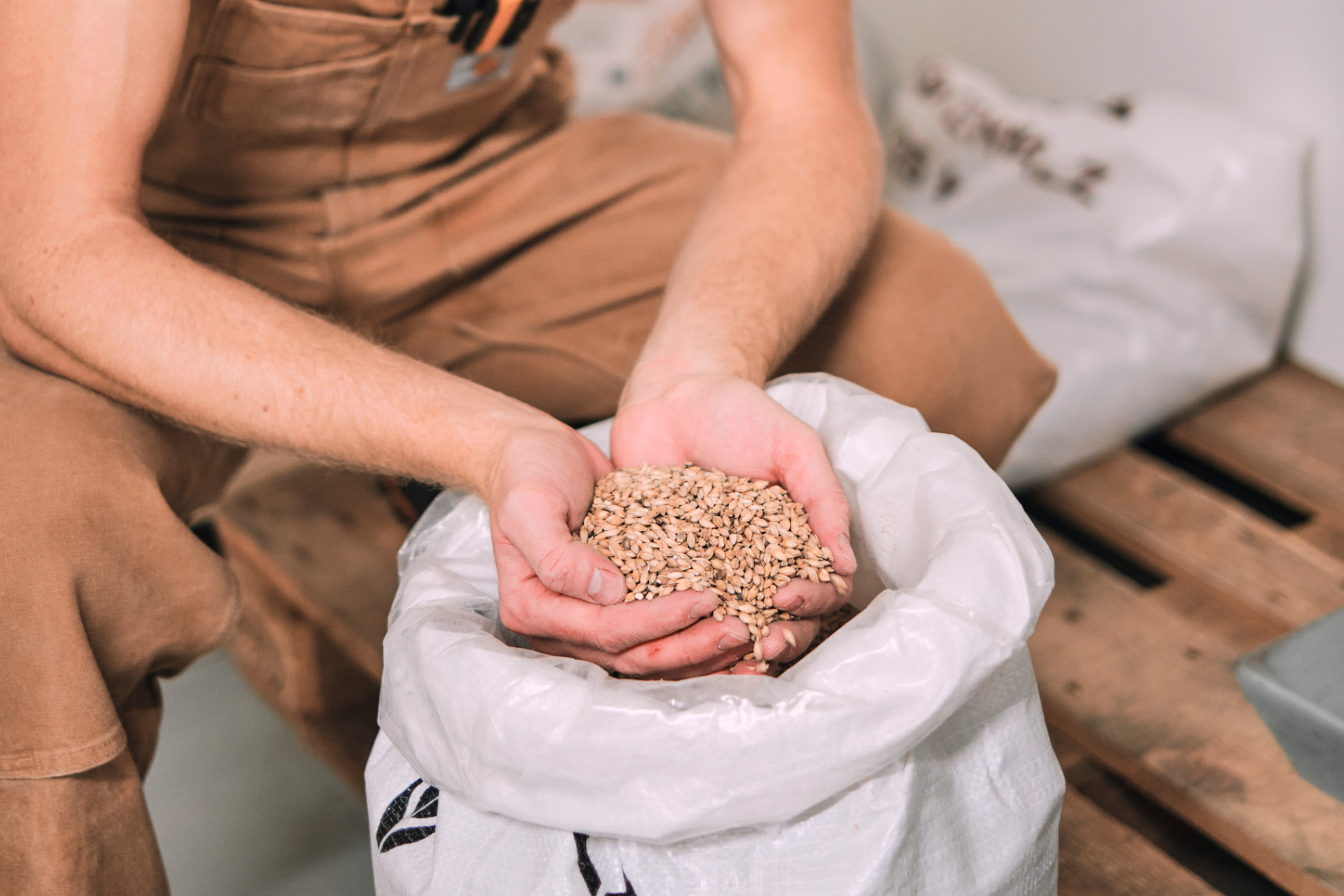 Person in brauner Arbeitskleidung hält Gerstenkörner über einem Sack.