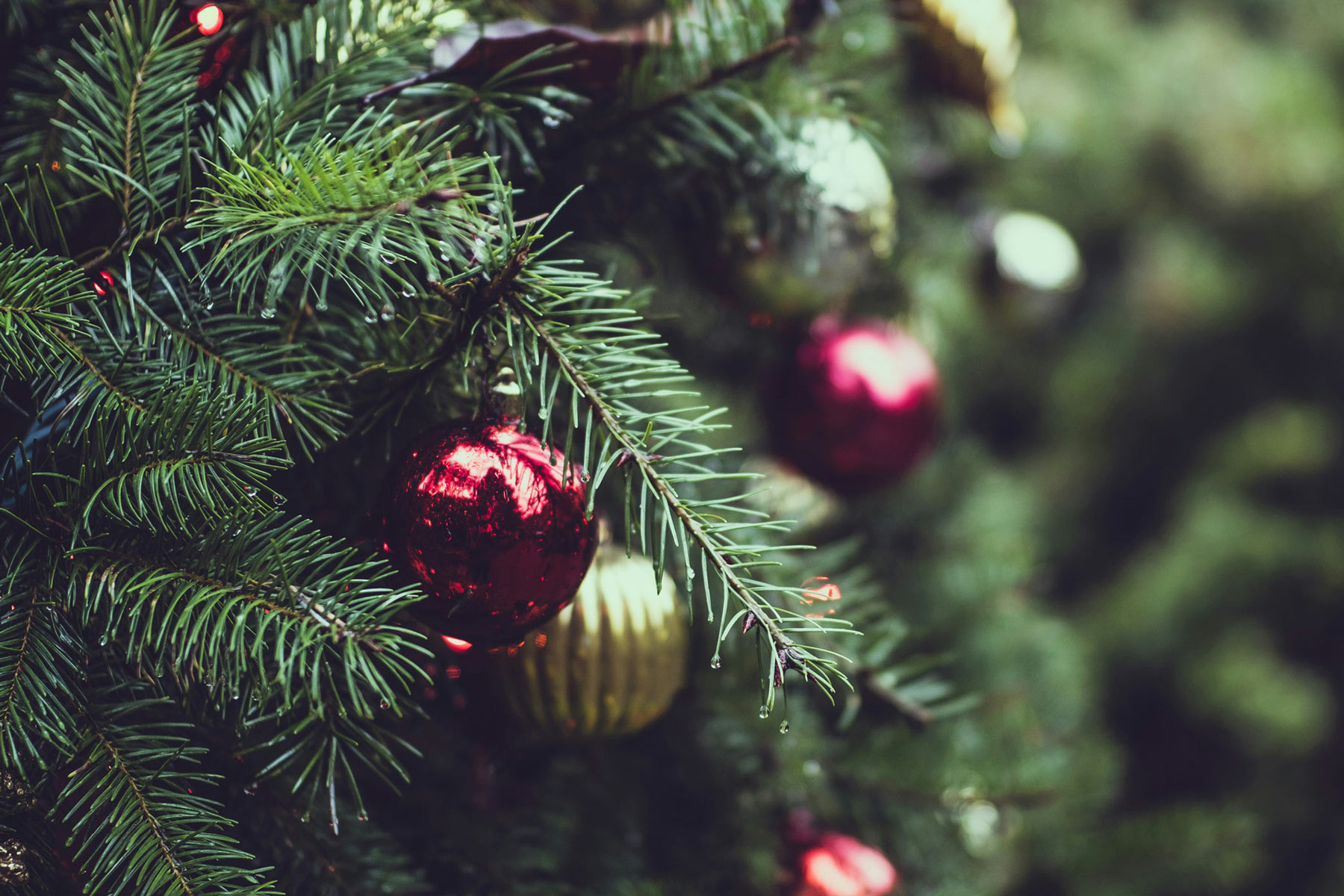 Weihnachtsbaum mit rot glänzenden Kugeln und Zweigen